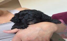 Cockapoo dogs for sale: Stunning Health Tested Girl Cockapoo - Image 5