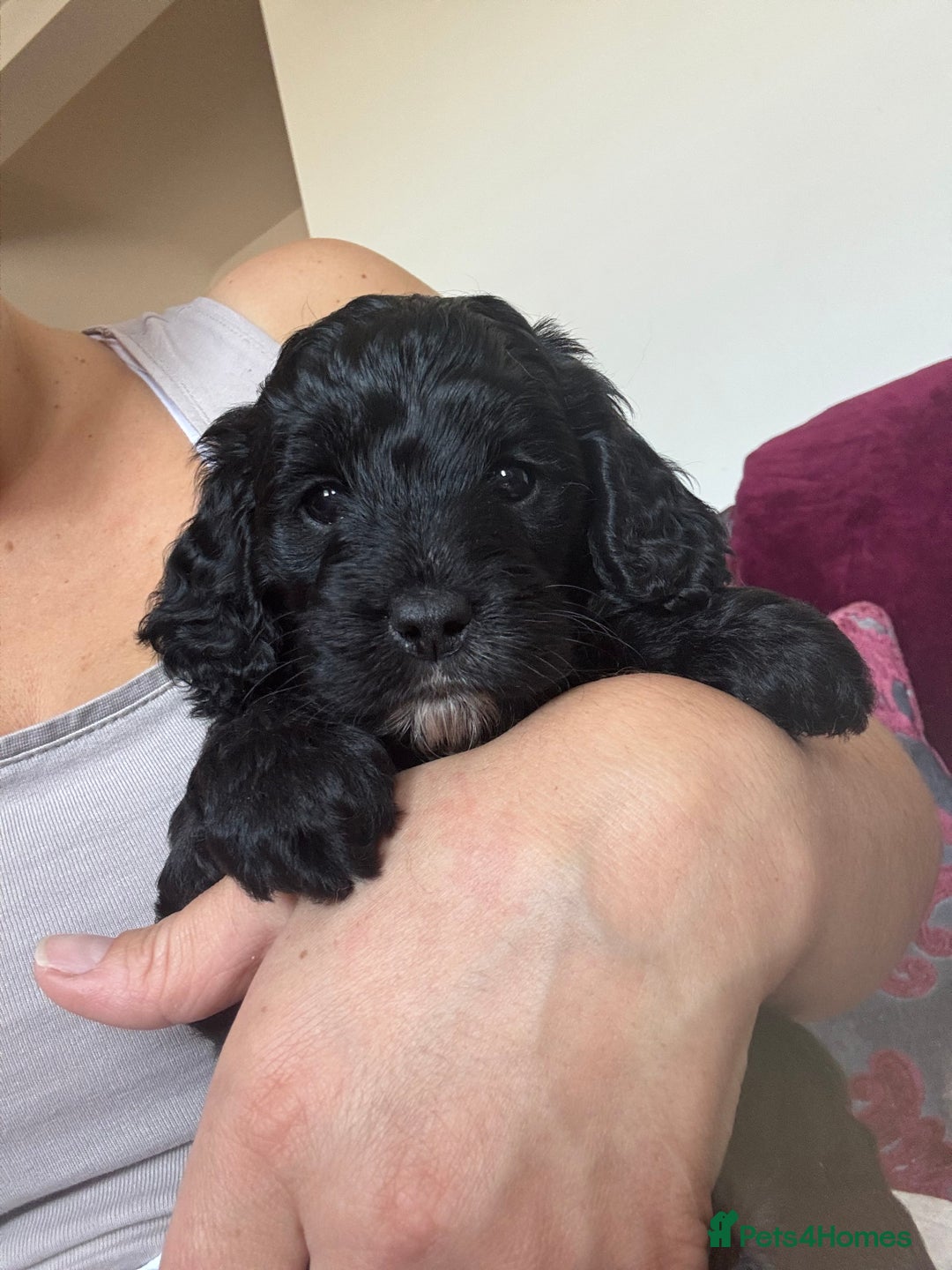 Cockapoo dogs for sale: Stunning Health Tested Girl Cockapoo - Image 5