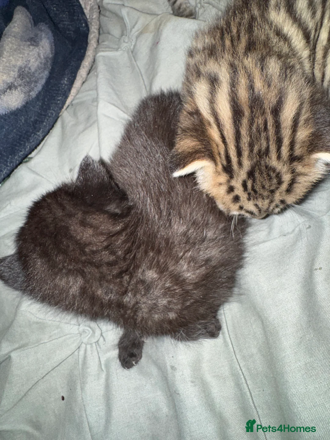 Mixed Breed cats for sale: Kittens  - Advert 9