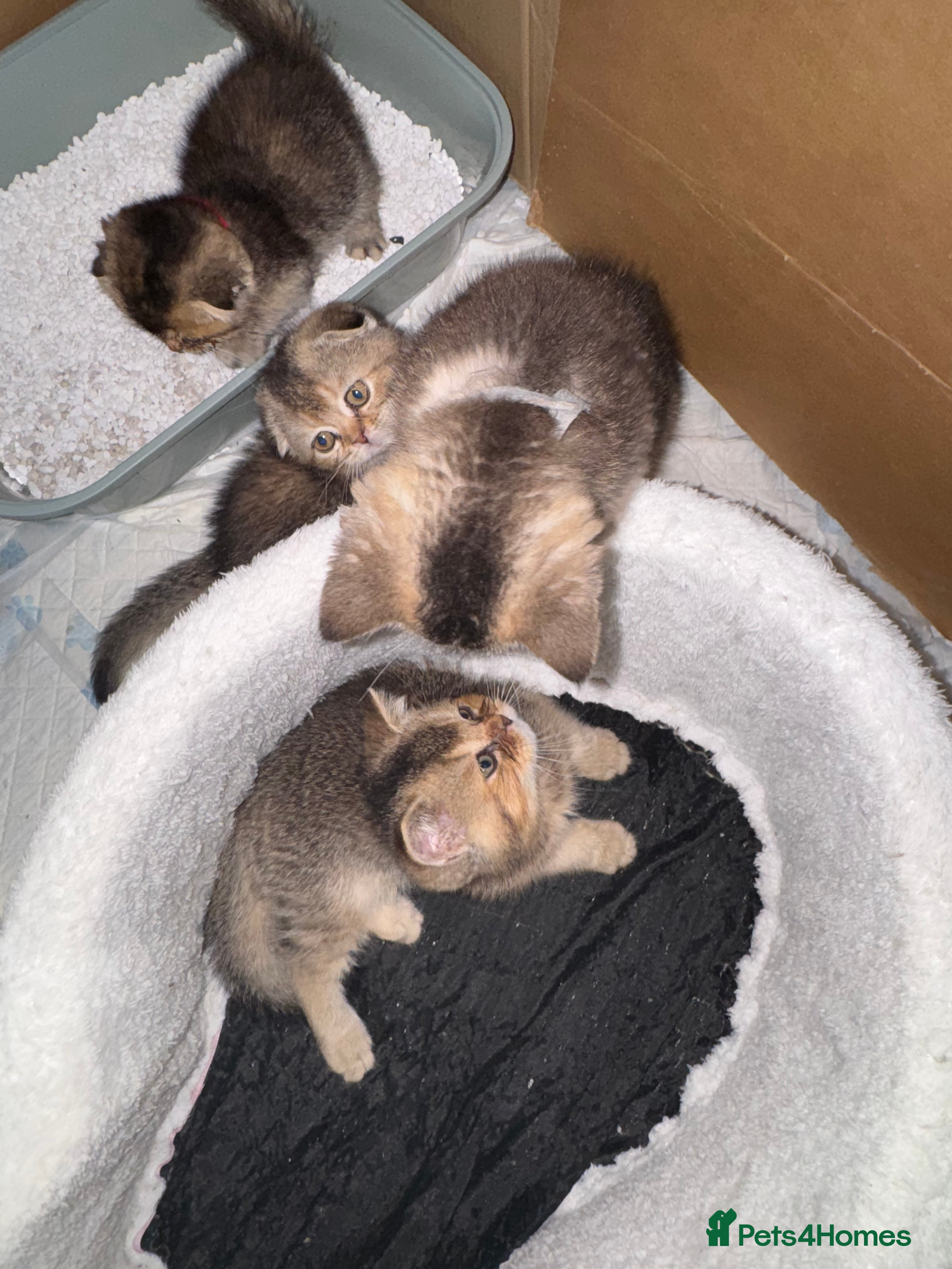 Scottish Fold cats Scottish fold and British shorthair kittens £400 - Advert 2