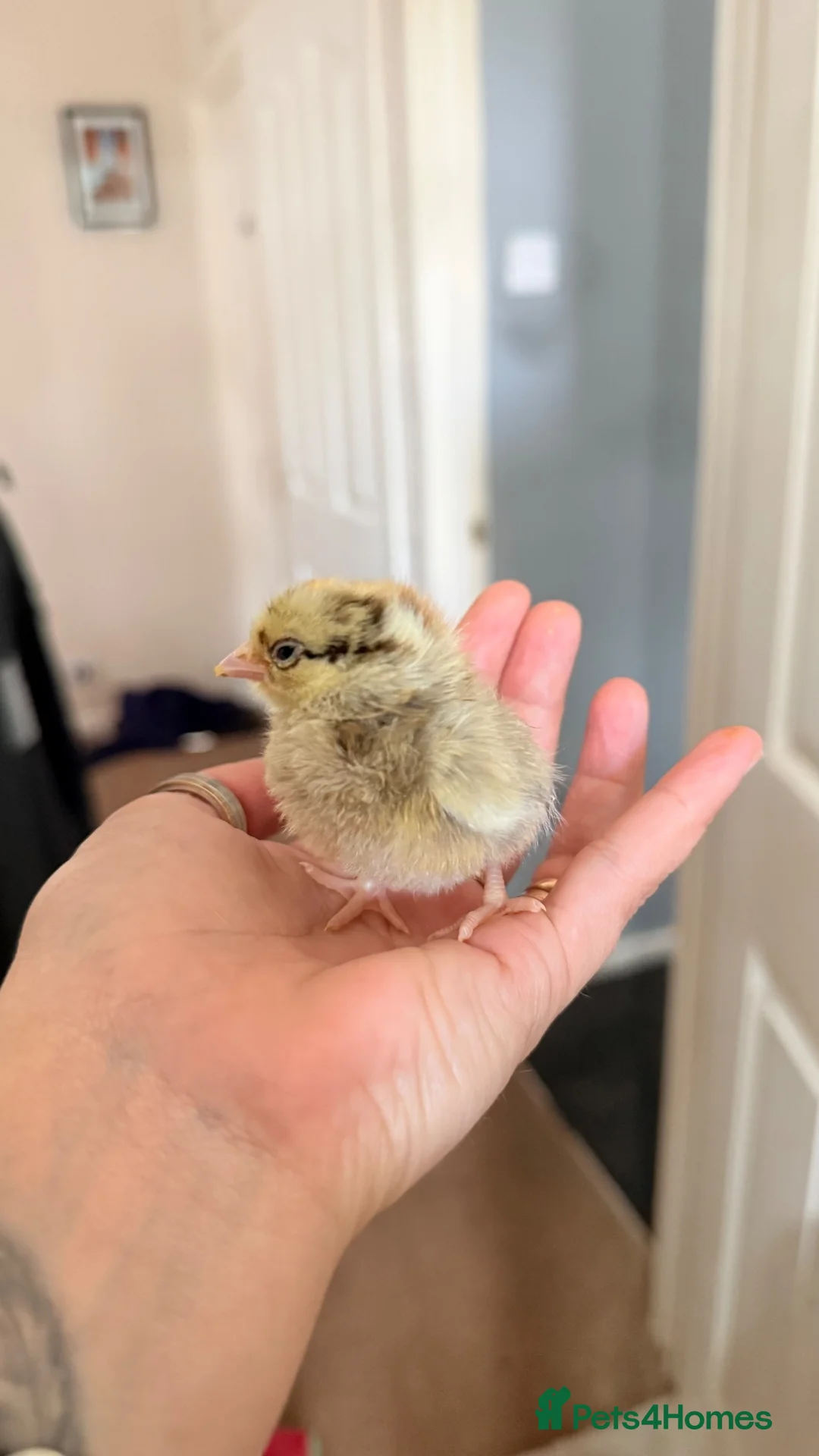 Chickens poultry for sale: Serama chicks  - Advert 1