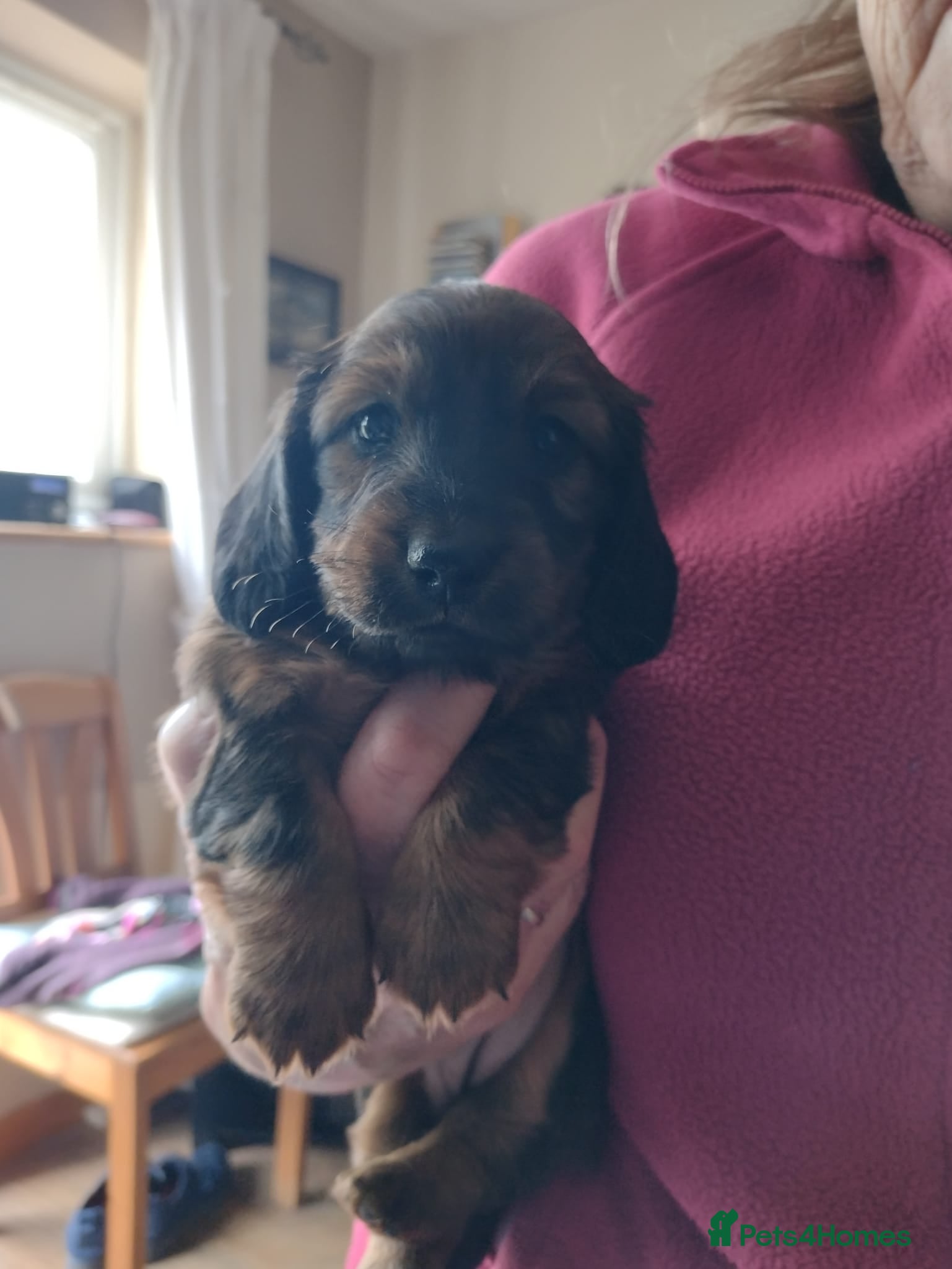 Dachshund dogs Mini Dachshunds long haired - Advert 6
