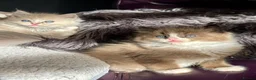 Ragdoll cats for sale: TICA Reg Rare Cherubim Ragdolls - Advert 9