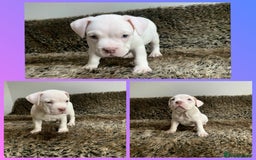 American Bully dogs for sale: Pocket American Bully Puppies - Image 3