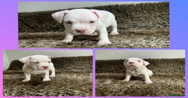 American Bully dogs - Advert 1