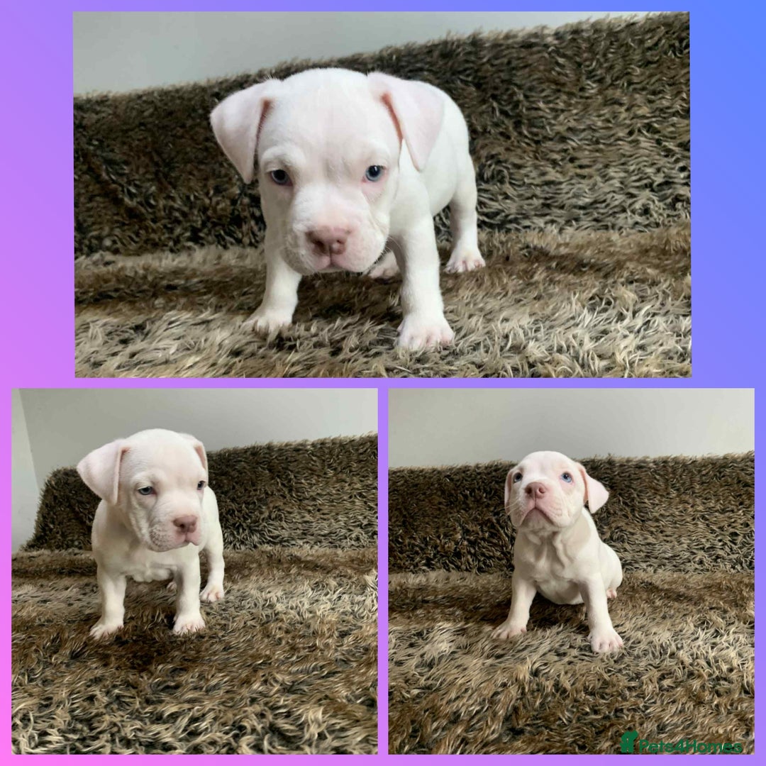 American Bully dogs for sale: Pocket American Bully Puppies - Image 3