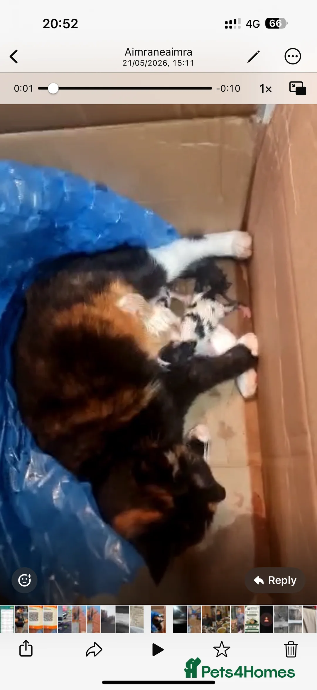 Mixed Breed cats for sale: Beautiful and friendly ginger and white kitten in Helston - Advert 2