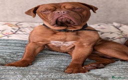 Mixed Breed dogs for sale: Boxer X Dogue De Bordeux Puppies - Image 8