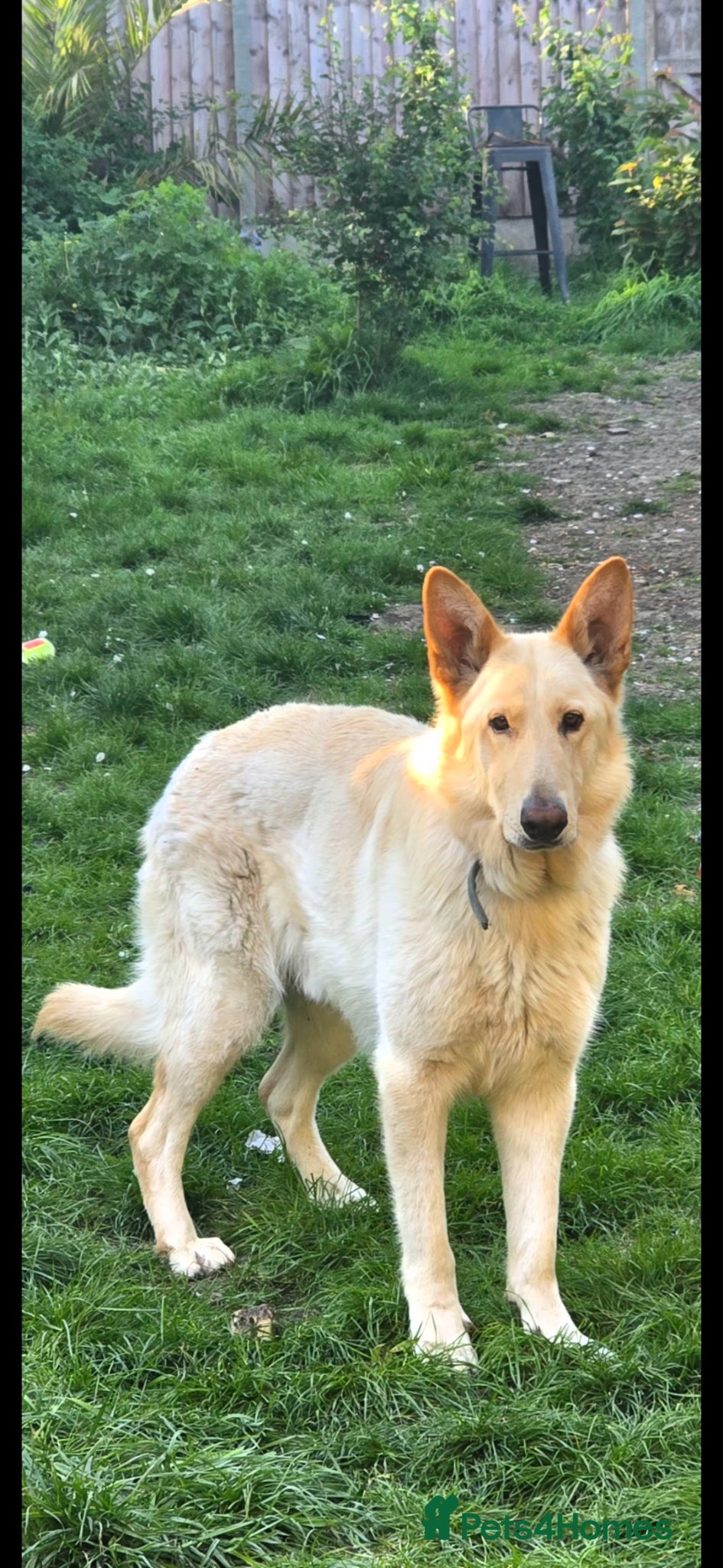 German Shepherd dogs Bear  - Advert 9