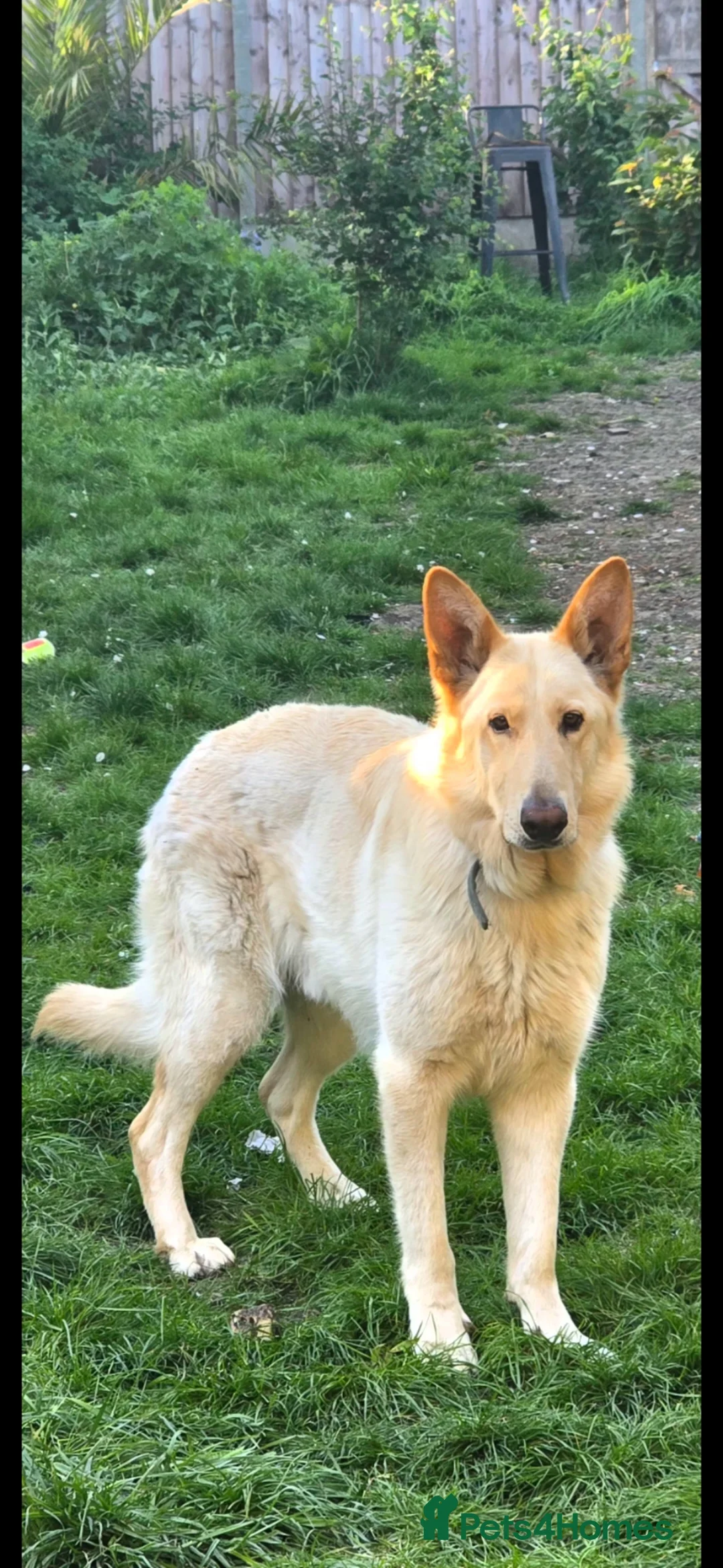 German Shepherd dogs for sale: Bear  - Advert 1