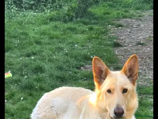 German Shepherd dogs Bear - Advert 4