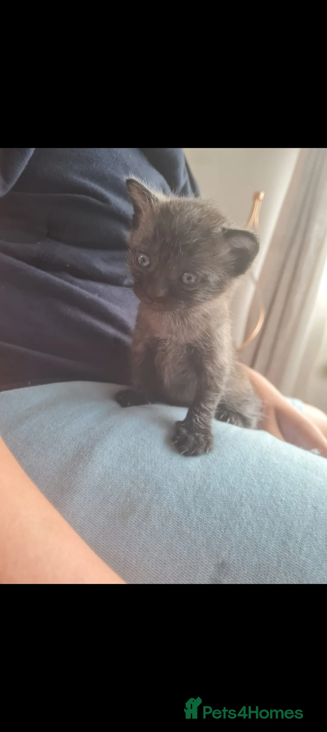 Mixed Breed cats for sale: Beautiful 2 kittens  - Advert 6