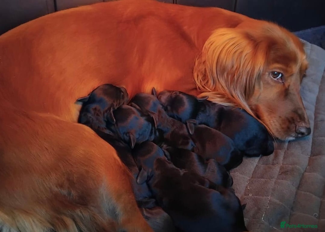 Cockapoo dogs for sale: Beautiful Cockapoos looking for their forever home - Advert 21