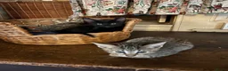 Savannah cats for sale: SavannahX GORGEOUS kittens  - Advert 6