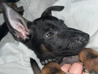 Mixed Breed dogs Doberman x Malinois x German Shepherd Puppies - Advert 18