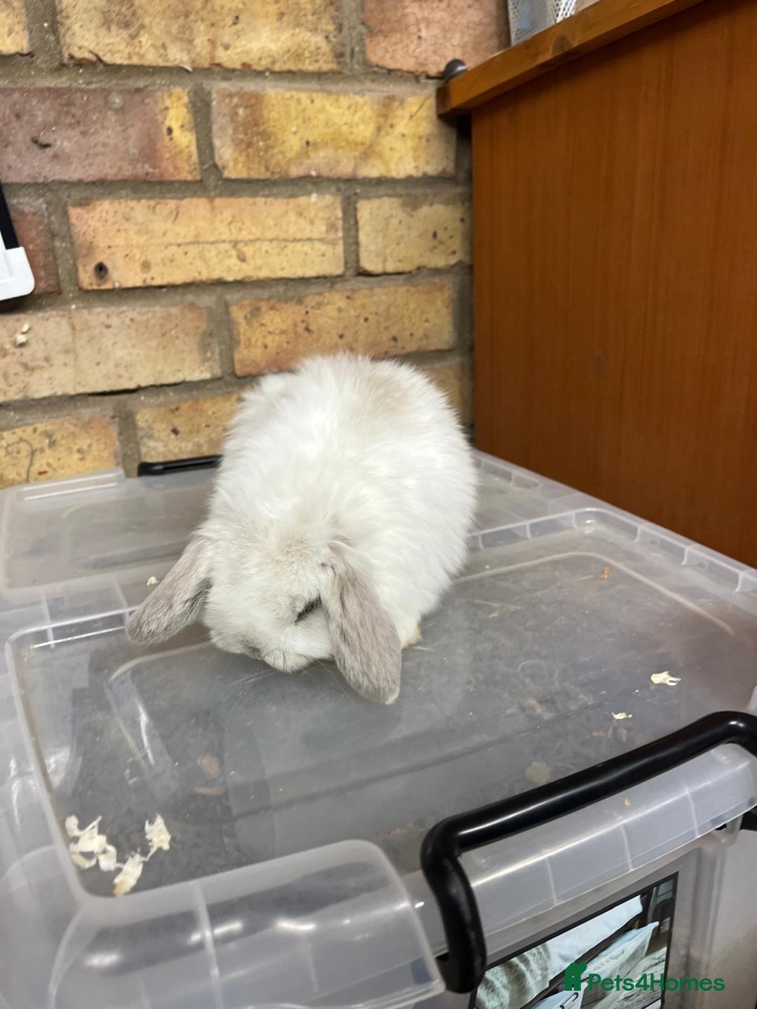 Mini Lop rabbits for sale: Beautiful baby pure bred mini lops  - Advert 2
