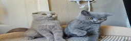 Scottish Fold cats for sale: scottish fold lilac and  blue straight female  - Advert 1