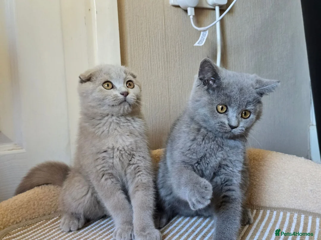 Scottish Fold cats for sale: scottish fold lilac and  blue straight female  - Advert 1