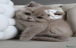 British Shorthair cats for sale: ❤️ Beautiful British Shorthair ❤️ - Image 19