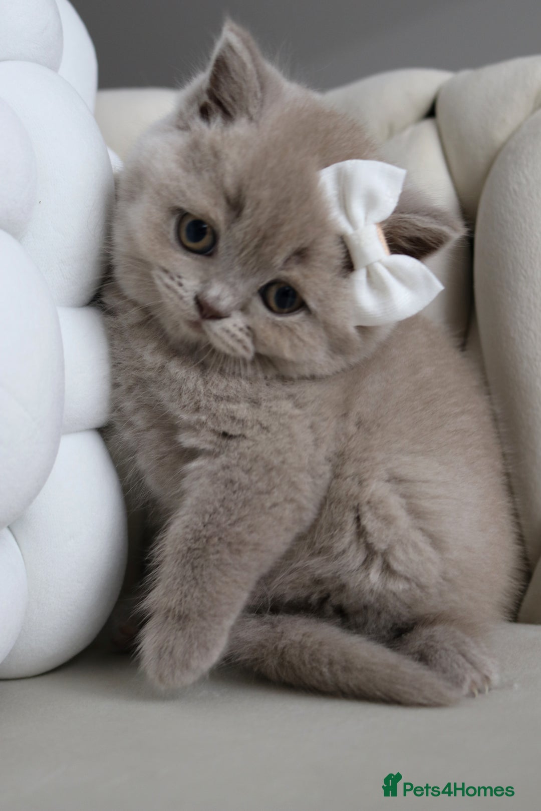 British Shorthair cats for sale: ❤️ Beautiful British Shorthair ❤️ - Image 19