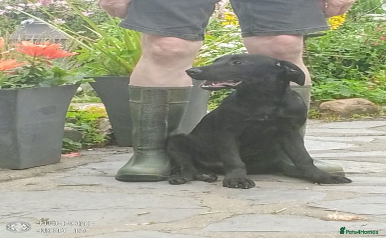 Labrador Retriever dogs in Pwllheli - Advert 11