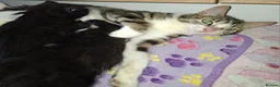 Domestic Shorthair cats for sale: 5 Beautiful, Playful Kittens - Advert 4
