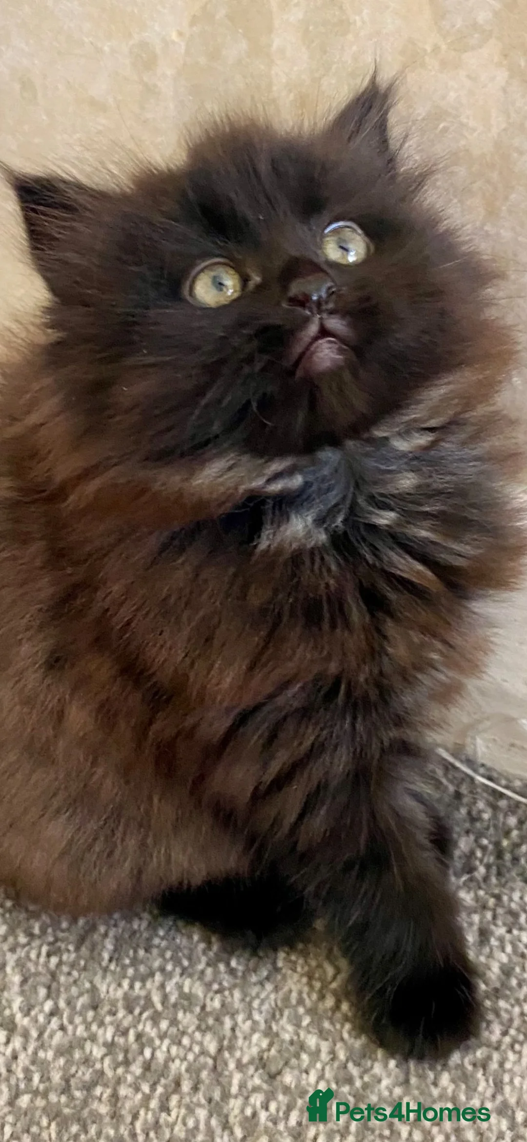 Mixed Breed cats for sale: Female kitten  - Advert 4