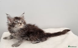 Maine Coon cats for sale: Pedigree GCCF Maine Coon Kittens for sale  - Image 29