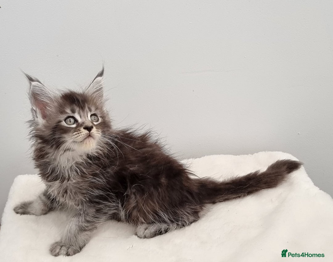 Maine Coon cats for sale: Pedigree GCCF Maine Coon Kittens for sale  - Image 29