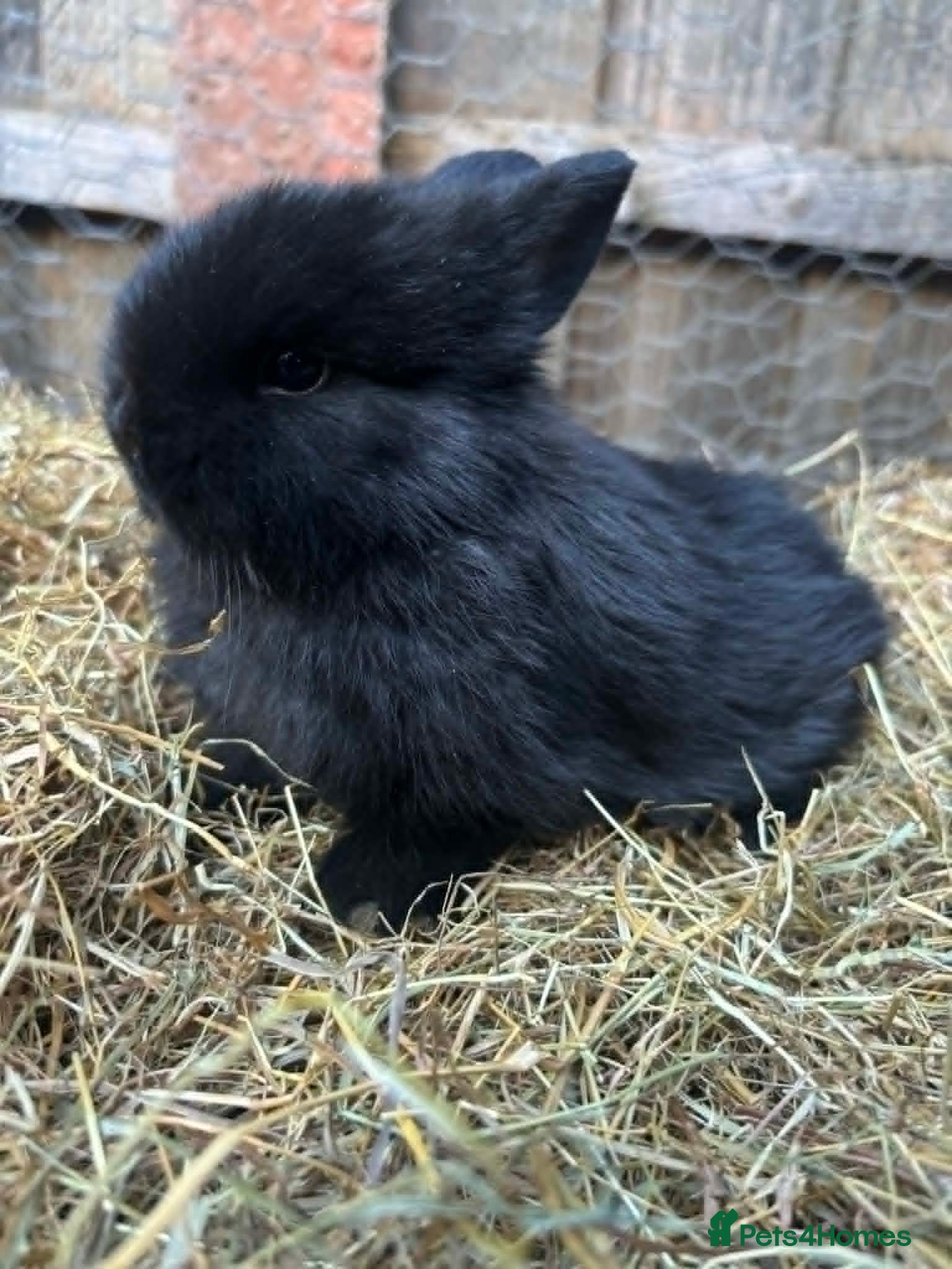Mini Lop rabbits 1 Black Male Netherland Dwarf - Advert 1