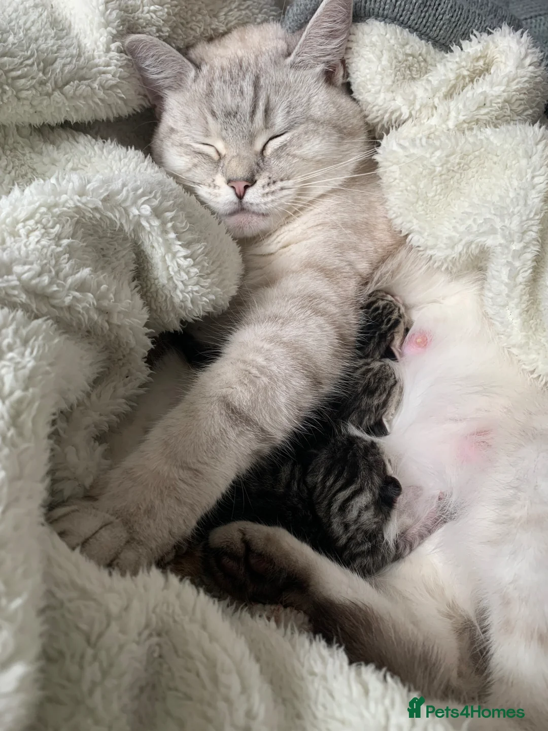 British Shorthair cats for sale: Beautiful silver tabbies - Advert 12