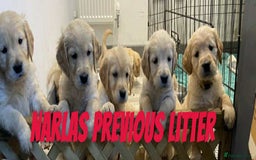 Golden Retriever dogs for sale: Golden Retriever Puppies due any day now!!! - Image 7