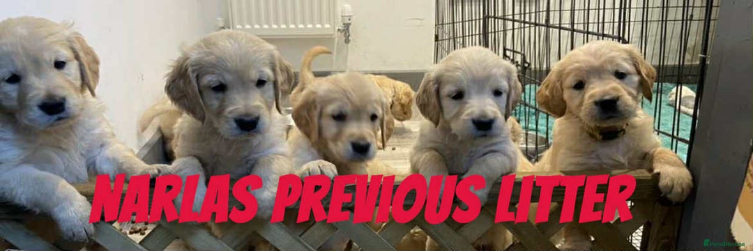 Golden Retriever dogs for sale: Golden Retriever Puppies due any day now!!! - Image 7