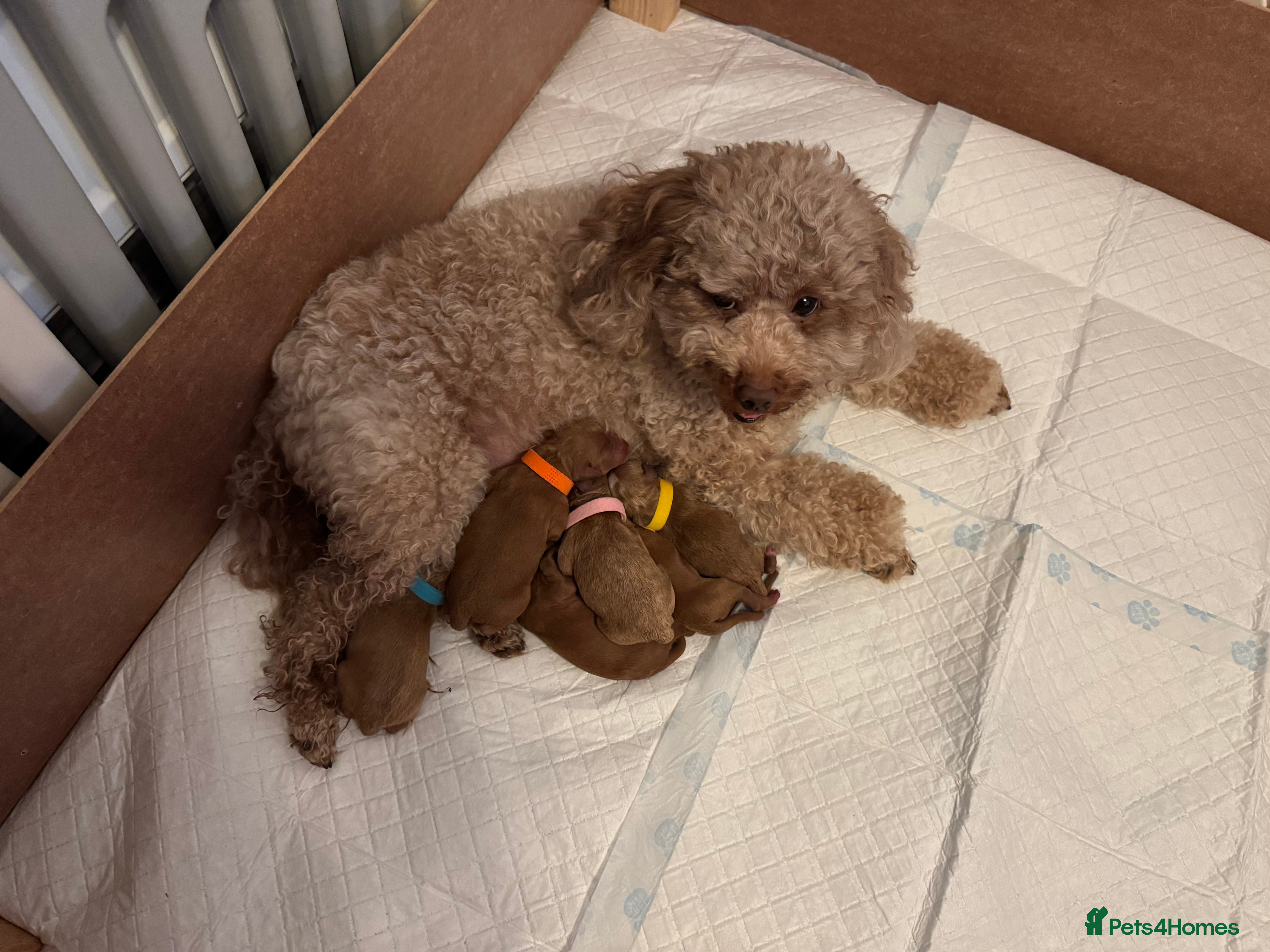 Australian Labradoodle dogs Australian Labradoodle puppies  - Advert 1