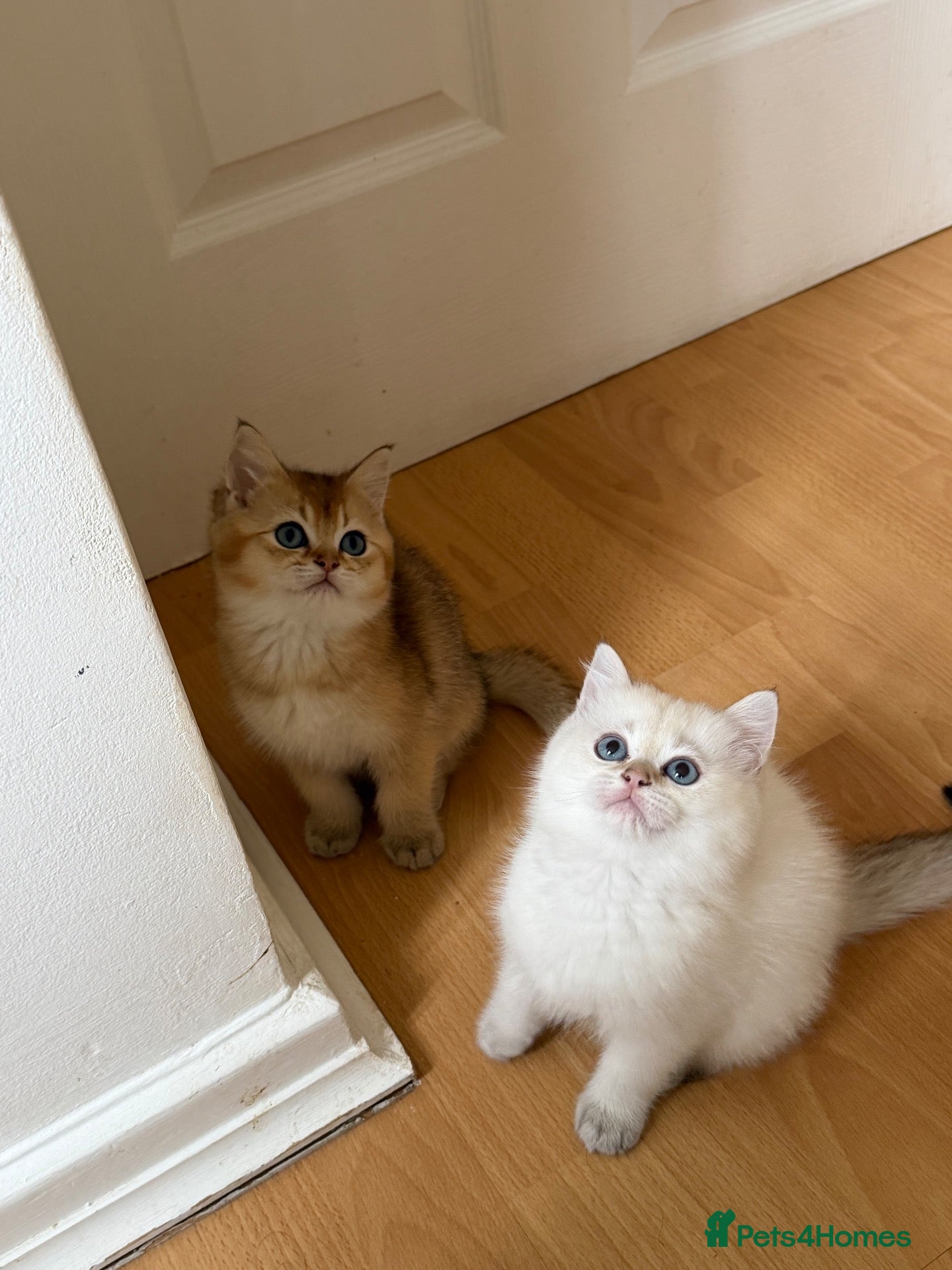 British Shorthair cats for sale: BRITISH SHORT HAIR NY12,GOLDEN , WHITE COLORPOINT - Advert 10