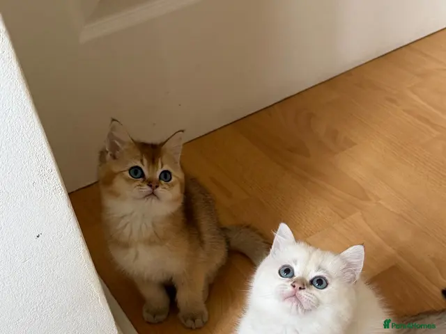 British Shorthair cats for sale: BRITISH SHORT HAIR NY12,GOLDEN , WHITE COLORPOINT - Advert 14