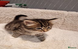 Norwegian Forest Cat cats for sale: Norwegian Forest kittens for sale - Image 4