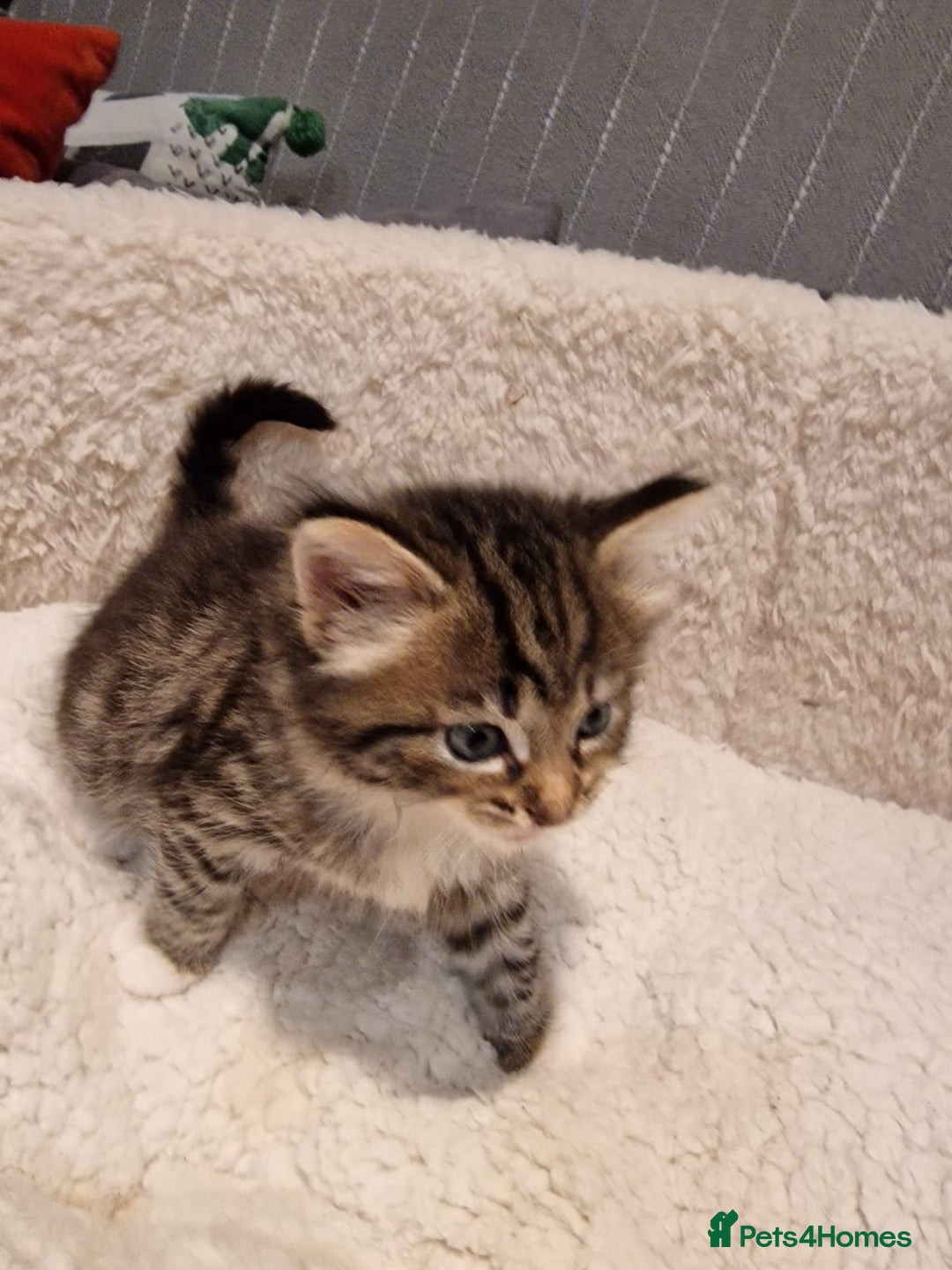 Norwegian Forest Cat cats for sale: Norwegian Forest kittens for sale - Image 4