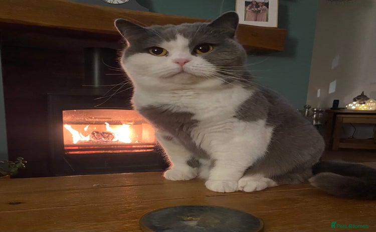 British Shorthair cats - Advert 1