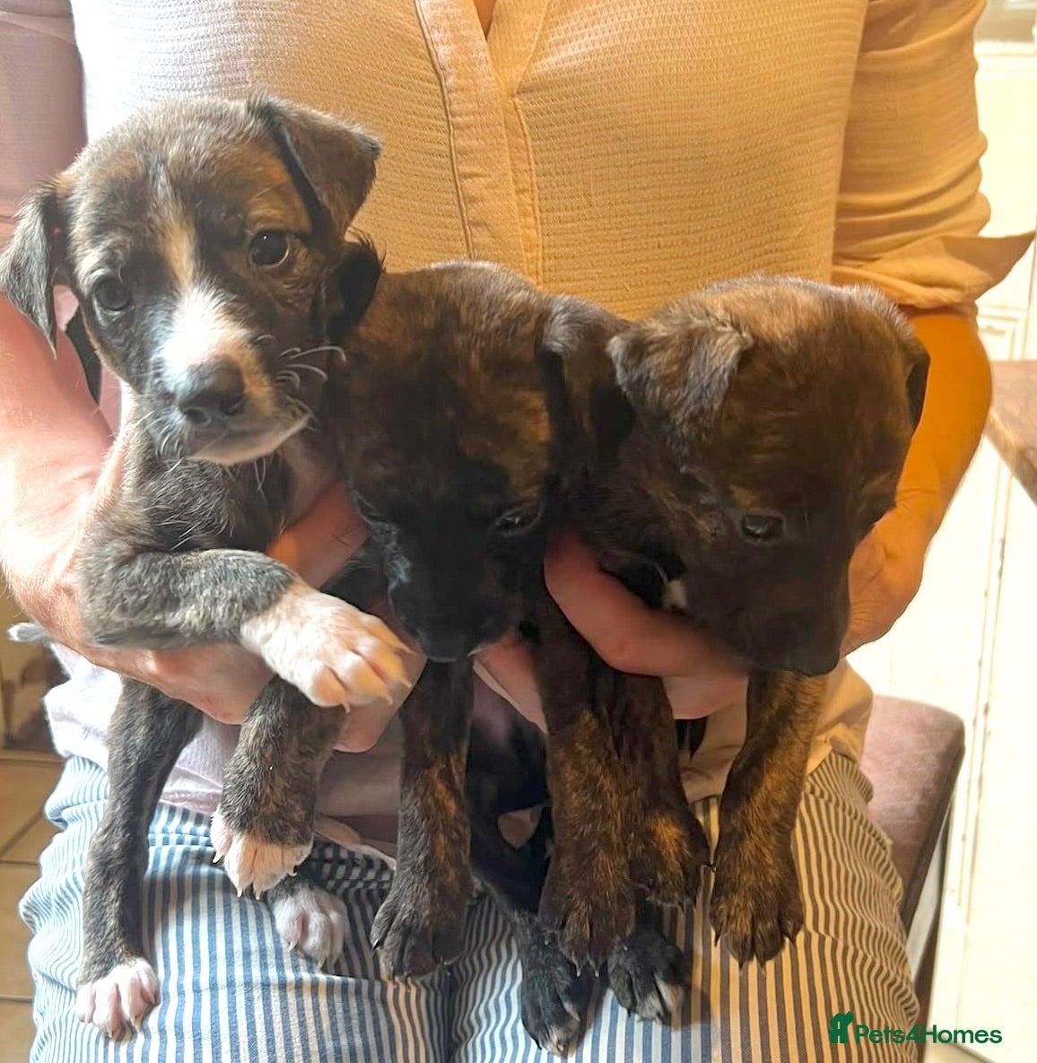 Mixed Breed dogs Beautiful whippet x puppies!! (Lurchers) - Advert 3