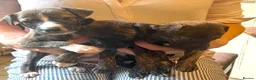 Mixed Breed dogs for sale: Beautiful whippet x puppies!! (Lurchers) - Advert 2
