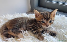 Toyger cats for sale: Full Pedigree Toyger Kittens Last Litter of 2025 - Image 27