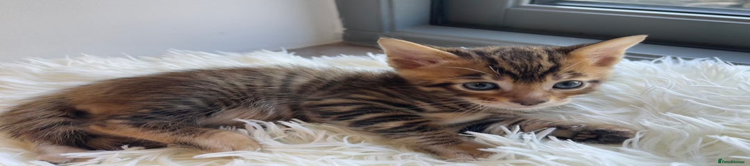 Toyger Kitten 1