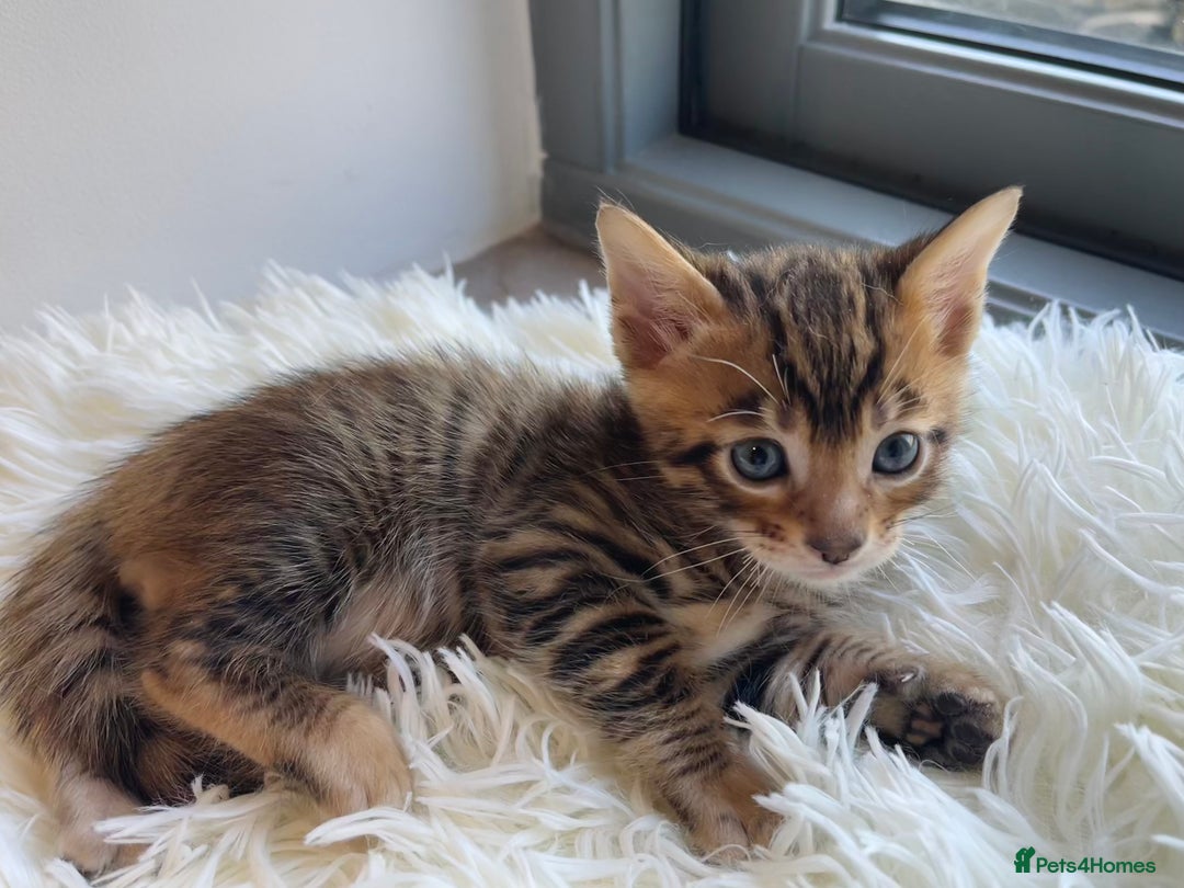 Toyger cats for sale: Full Pedigree Toyger Kittens Last Litter of 2025 - Image 27