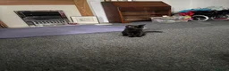 Mixed Breed cats for sale: 4 black kittens  in Ripley - Advert 5