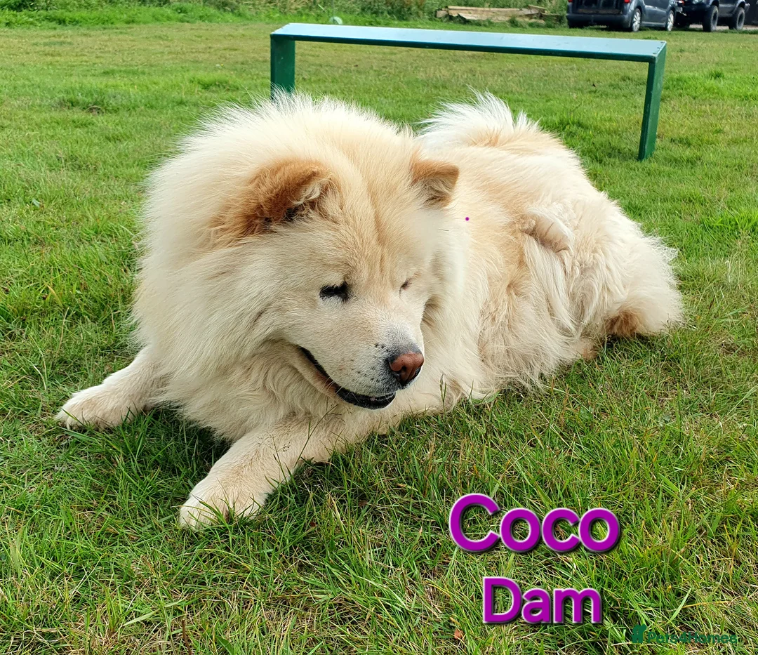 Mixed Breed dogs for sale: Gorgeous Chowador Puppies  - Advert 16