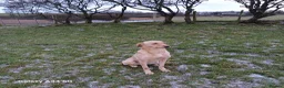 Labrador Retriever dogs for sale: 3 labrador puppies in Kirkcudbright - Advert 1