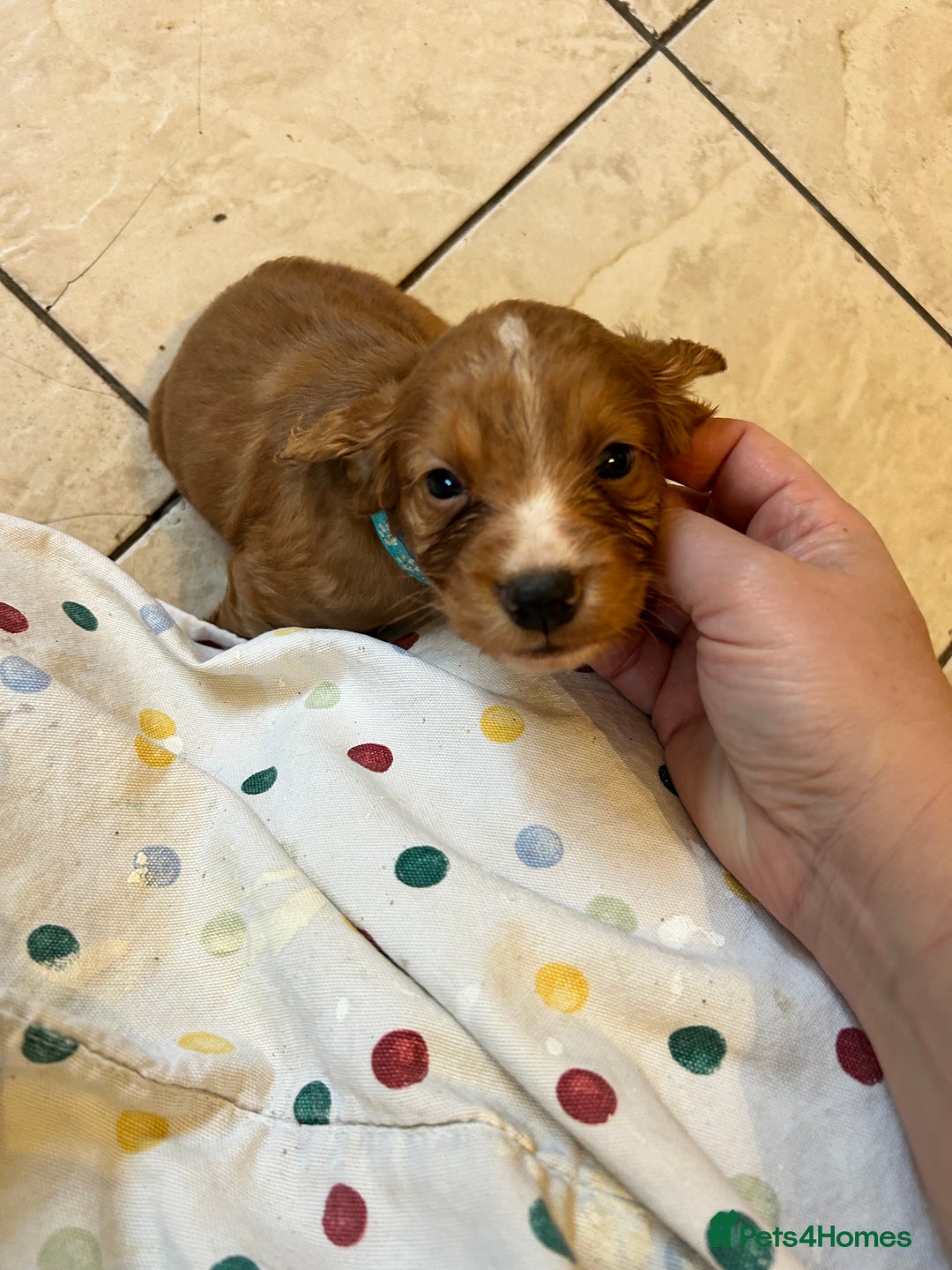 Cocker Spaniel dogs for sale: Stunning Red Working Cocker Spaniel Pups - Image 10