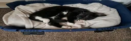 Mixed Breed cats for sale: Friendly, sweet kitten for sale - Advert 2