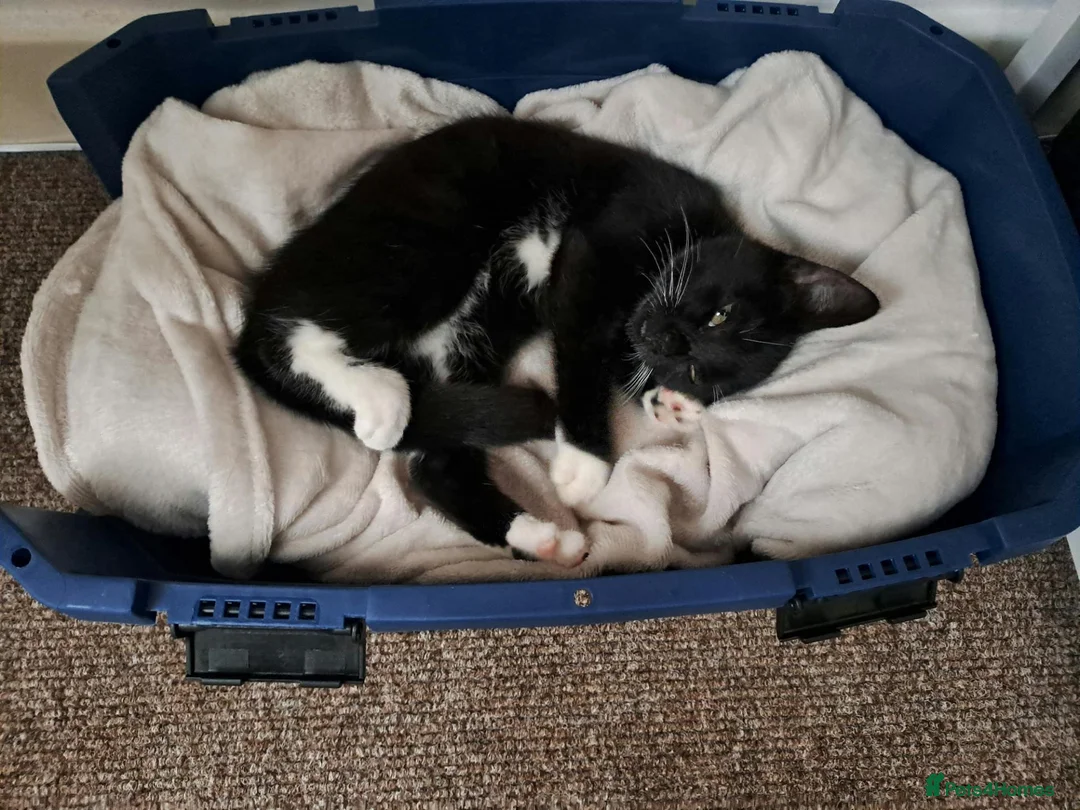 Mixed Breed cats for sale: Friendly, sweet kitten for sale - Advert 2